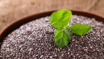 Fresh basil sprout growing in soil with tiny seeds, symbolizing healthy herbs and nutrition.