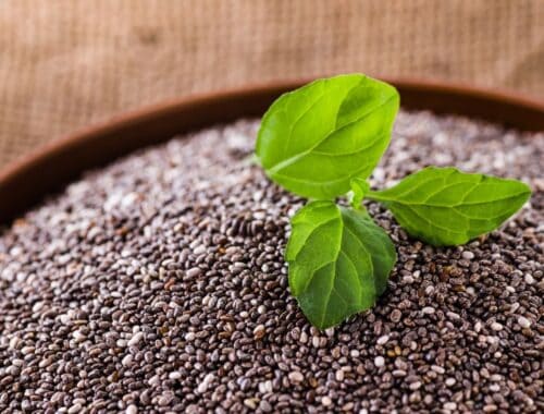 Fresh basil sprout growing in soil with tiny seeds, symbolizing healthy herbs and nutrition.