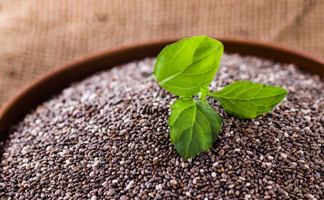 Fresh basil sprout growing in soil with tiny seeds, symbolizing healthy herbs and nutrition.
